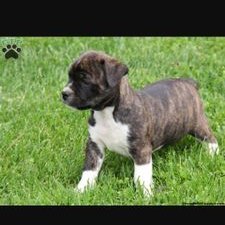 Stephanie Hunsinger - Twitter Profile Picture of Stephanie Hunsinger (@Buttercup6653) on Twitter