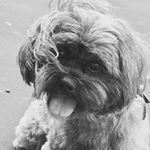 Profile Picture of Cody Stoll (@codycooperstoll_) on Instagram