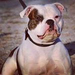 Profile Picture of Donnelly Ryan (@dentedhonor) on Instagram