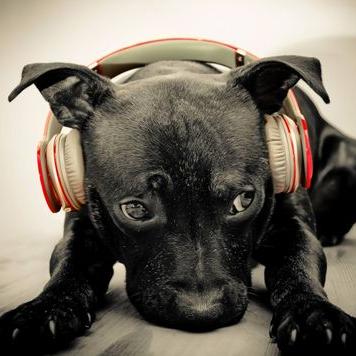 Profile Picture of Travis Chet Henley (@ChetHenley) on Twitter