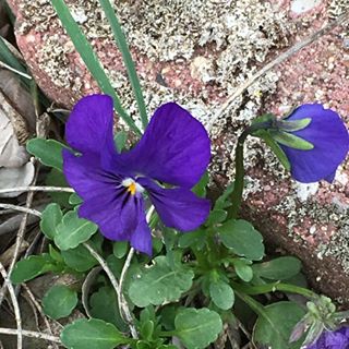 Profile Picture of Vicki Truscott (@Vicki-Truscott) on Facebook