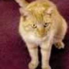 Ruth Hardy - Twitter Profile Picture of Ruth Hardy (@PeachyRuth) on Twitter