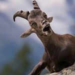 Profile Picture of Derek Rahn (@drksgerhn) on Instagram