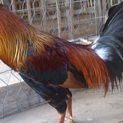 Profile Picture of Hai Nguyen (@hainguyen-tk8jf) on Youtube