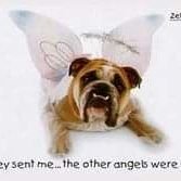 Profile Picture of Mike Dittmer Speak Softly. Carry Big Stick. TR (@revmaddog1948) on Twitter