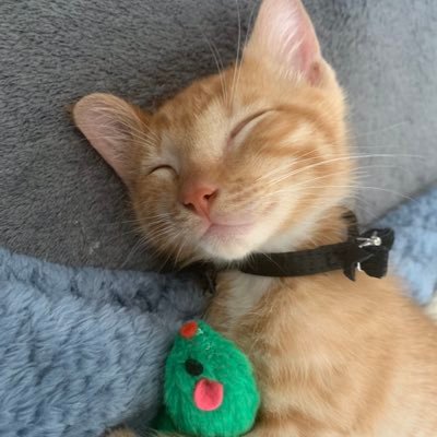 Profile Picture of Tete Girle & Rocket Boye (@tetekittie) on Twitter