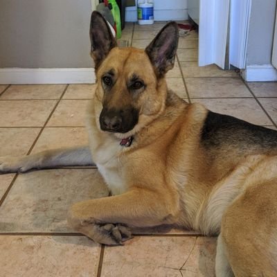 Profile Picture of Joseph Mattingly (@joemattingly2A) on Twitter