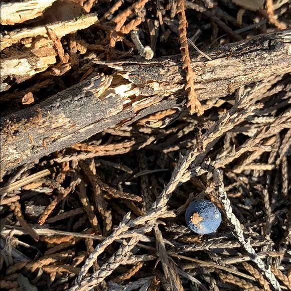 Profile Picture of Chavez Chavez (@toro105) on Poshmark