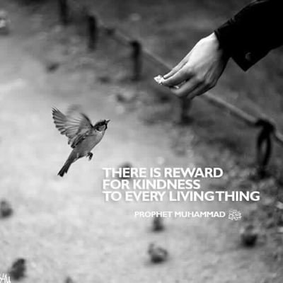 Profile Picture of Ayesha Haq (@AyeshaHaq11) on Twitter