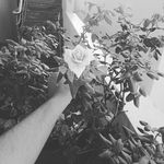 Profile Picture of vasavi reddy thrupu (@vasavi_reddy865) on Instagram