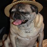 Profile Picture of Greg Ziegler (@gzigdog) on Instagram