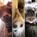 Profile Picture of Milo, Dodger, and Gary (@milo_and_dodger_and_gary) on Instagram