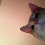 Profile Picture of Haley L McKee (@h_leeann_m) on Instagram