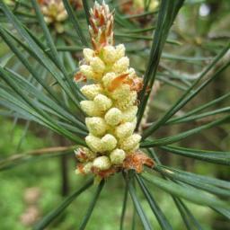 Profile Picture of Elaine W. Hart (@kenneth_wingard) on Twitter