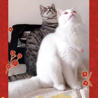 Profile Picture of 高小龙 (@BrianBeataGamma) on Twitter