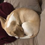 Profile Picture of Audrey (@audrey_the_lemon_beagle) on Instagram