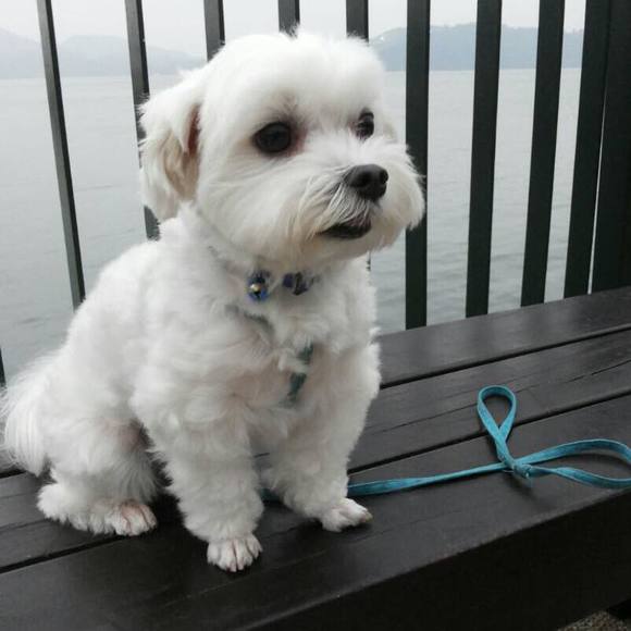 Profile Picture of Sophia Tsai (@odshbaby) on Poshmark