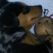 Profile Picture of #wilinwithwiley  (@wilinwithwiley) on Youtube