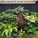 Profile Picture of New Forest Hostas (@newforesthostas) on Instagram