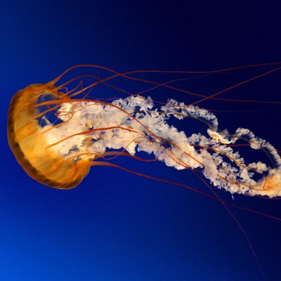 Profile Picture of Mohamed Majeed (@mohamedmajeed75) on Twitter