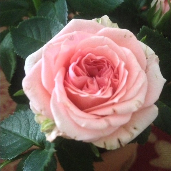 Profile Picture of Ghie Doronila (@ghieron77) on Poshmark