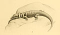 Profile Picture of Mantanzas least geckoon Wikipedia