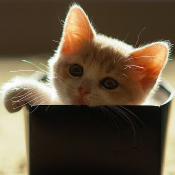 Profile Picture of Joseph Cox (@jocelyn_2375) on Poshmark