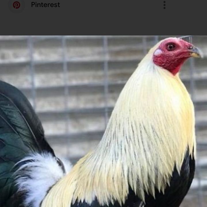 Profile Picture of Efrain Paz (@efrain.paz) on Tiktok