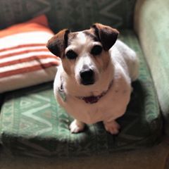 Profile Picture of Le Anhall (@leanhall) on Tiktok