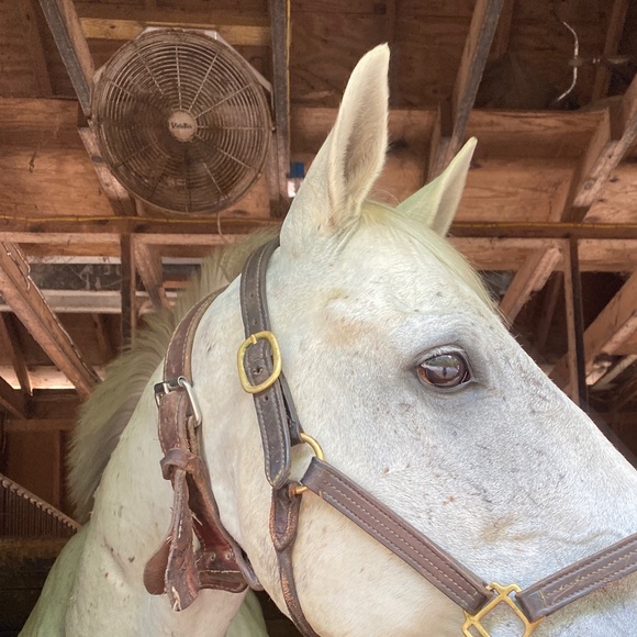 Profile Picture of Jennifer Coplan (@jennifercopl785) on Poshmark