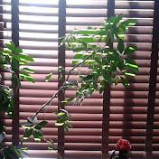 Profile Picture of Aaron Mulligan (@aaronmulligan8236) on Youtube