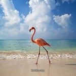 Profile Picture of Robin Hahn (@mingonut214) on Instagram