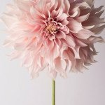 Profile Picture of Marco Kurz (@markeule) on Instagram