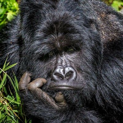 Profile Picture of Derek Ryan Jensen (@derekryanjensen) on Twitter