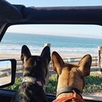 Profile Picture of Leo & Bruce (@thepoopooboyz) on Instagram