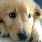 Profile Picture of IvyZhu (@ivysnape) on Instagram