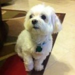 Profile Picture of Michael Lannan (@pabear1964) on Instagram