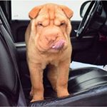 Profile Picture of jake (sharpei) (@jake_sharpei_) on Instagram