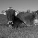 Profile Picture of Jeremy & Becky Daubert (@farmerjeremy) on Pinterest