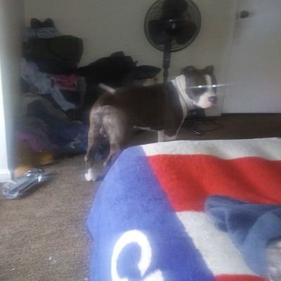 Profile Picture of Bobbie Lopez (@BobbieL13446504) on Twitter