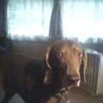 Profile Picture of Gail Sheldon (@gharvey607) on Instagram