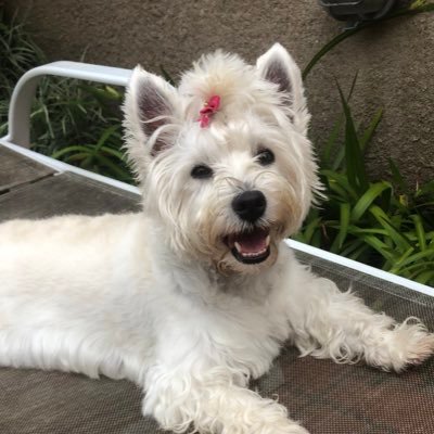 Profile Picture of Miriam Haddad (@MiriamHaddad5) on Twitter