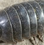 Profile Picture of Jeremy Woodlouse (@jeremy.woodlouse) on Facebook