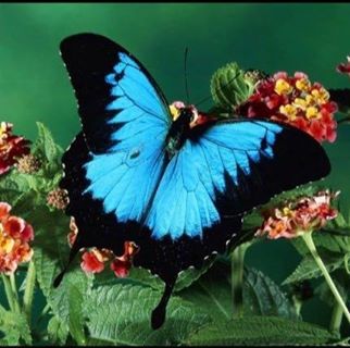 Profile Picture of Diandra Silva (ida) (@Diandra-Silva) on Facebook