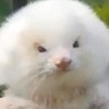 Profile Picture of Adam (@@adam.fay) on Tiktok