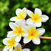 Profile Picture of Anna McBeth (@annamcbeth6015) on Youtube