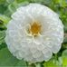 Profile Picture of Joseph Adamu (@joseph.adamu.5209) on Facebook