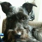 Makau Koosau - Instagram Profile Picture of Makau Koosau (@makau_schnauzerblack) on Instagram