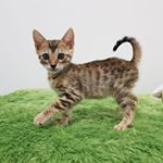 Profile Picture of 쿤펫분당점 (@coonpetbd) on Instagram