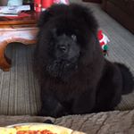 Profile Picture of Janice Brayley (@jeffrey_chowchow) on Instagram